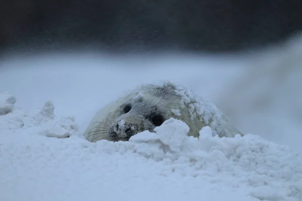 Gray Seal Halichoerus Grypus Štěně Zimě Sněhová Bouře Helgoland — Stock fotografie