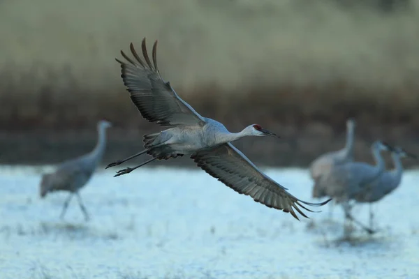 Sand Hill Crane Grus Canadensis Bosque Del Apache National Wildlife — Stock Photo, Image