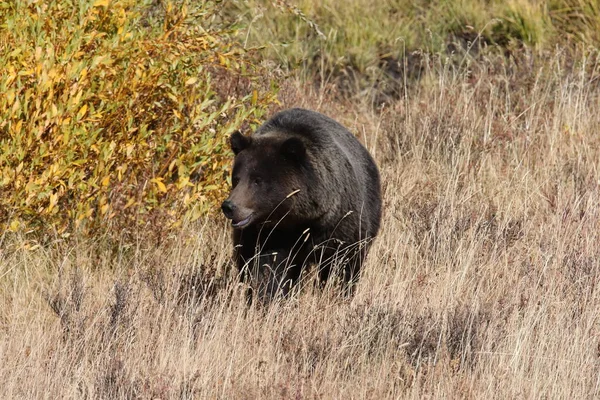 Medvěd Grizzly Lamar Valley Yellowstonském Národním Parku Wyomingu — Stock fotografie