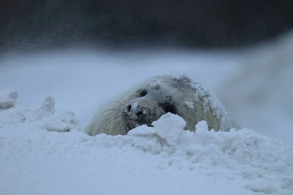 Foca Gris Halichoerus Grypus Cachorro Invierno Tormenta Nieve Helgoland —  Fotos de Stock