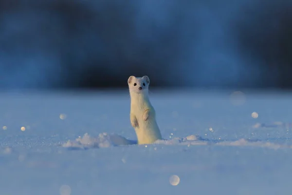 Stoat Mustela Erminea Νυφίτσα Μικρή Ουρά Χειμώνα — Φωτογραφία Αρχείου