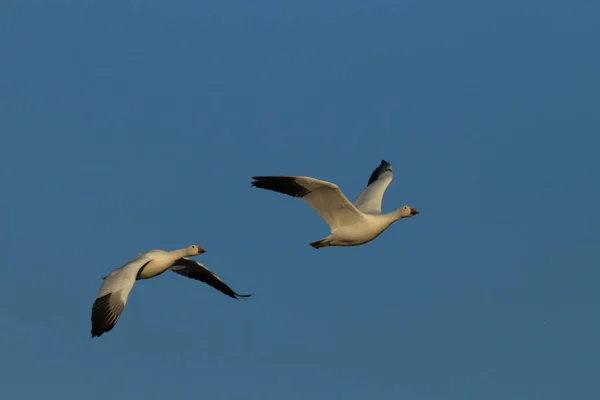 Schneegänse Bosque Del Apache Winter New Mexico Usa — Stockfoto