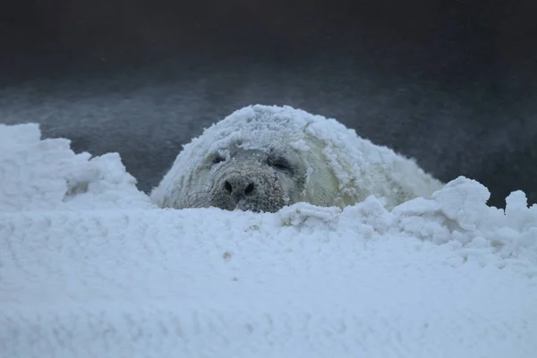 Gray Seal Halichoerus Grypus Štěně Zimě Sněhová Bouře Helgoland — Stock fotografie