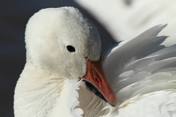 Χιονόχηνες Την Αυγή Bosque Del Apache Νέο Μεξικό — Φωτογραφία Αρχείου