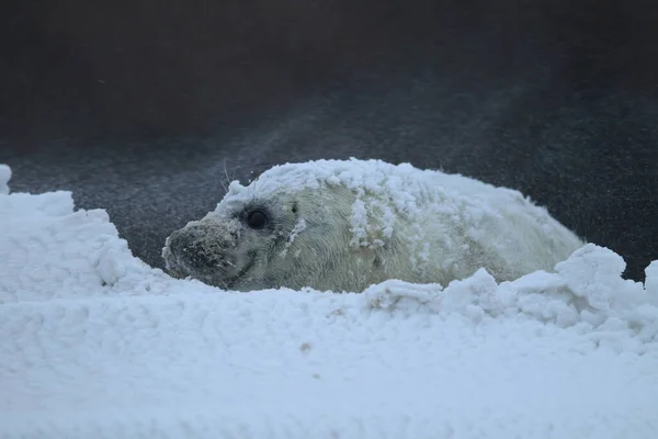 Сіра Печатка Halichoerus Grypus Зимовий Період Снігопад Helgoland — стокове фото