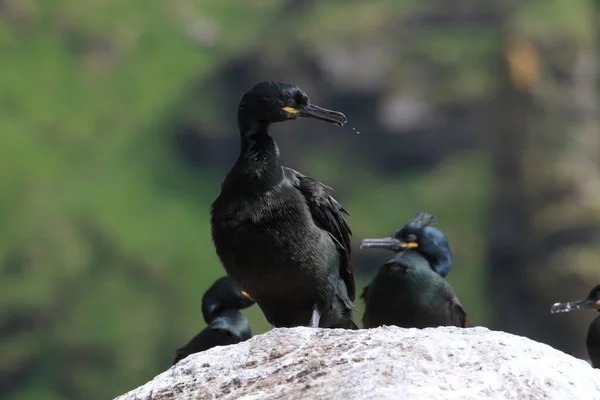 Cerf Européen Cerf Commun Phalacrocorax Aristotelis Île Runde Norway — Photo