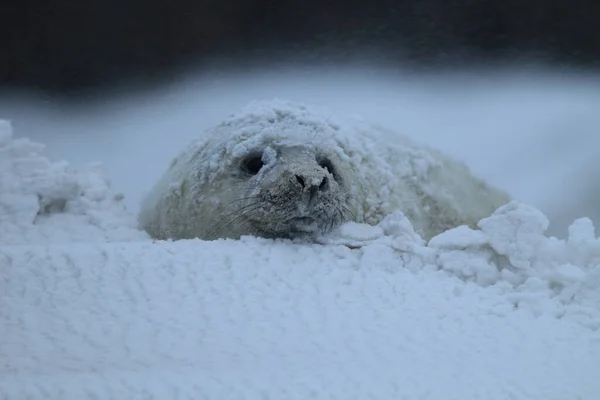 灰海豹 Halichoerus Grypus 在冬季的幼崽 暴风雪 黑尔戈兰岛 — 图库照片