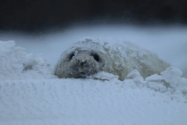 灰海豹 Halichoerus Grypus 在冬季的幼崽 暴风雪 黑尔戈兰岛 — 图库照片