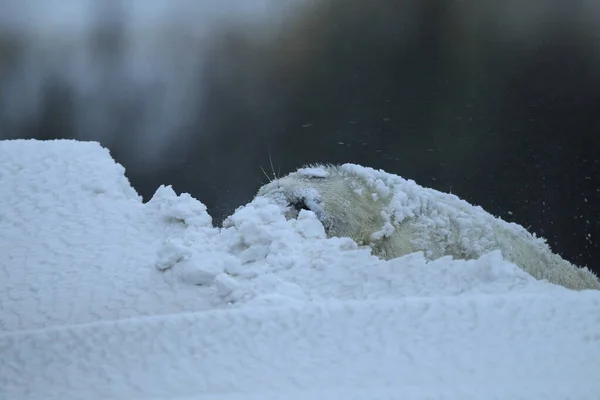 Kegelrobben Halichoerus Grypus Welpen Winter Schneesturm Helgoland — Stockfoto