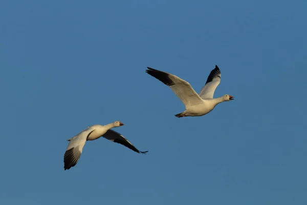 Schneegänse Bosque Del Apache Winter New Mexico Usa — Stockfoto