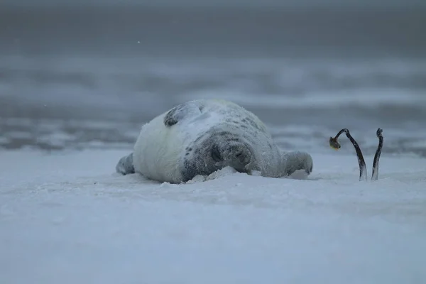 Foca Grigia Halichoerus Grypus Cucciolo Inverno Tempesta Neve Helgoland — Foto Stock