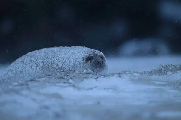 Szary Szczeniak Halichoerus Grypus Zimie Burza Śnieżna Helgoland — Zdjęcie stockowe