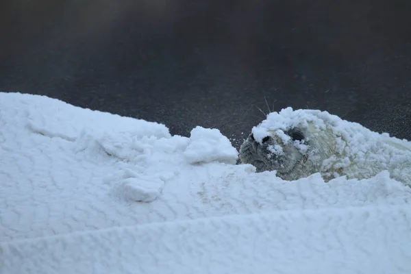 Сіра Печатка Halichoerus Grypus Зимовий Період Снігопад Helgoland — стокове фото