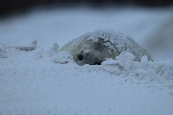 Foca Gris Halichoerus Grypus Cachorro Invierno Tormenta Nieve Helgoland —  Fotos de Stock