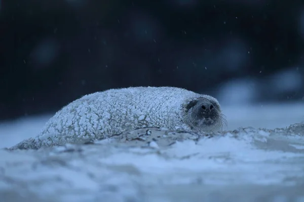 Foca Gris Halichoerus Grypus Cachorro Invierno Tormenta Nieve Helgoland — Foto de Stock