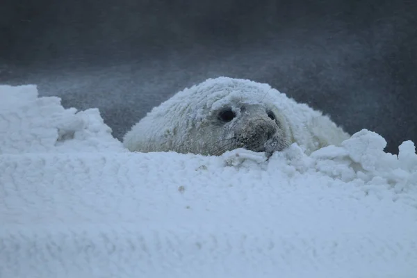 Gray Seal Halichoerus Grypus Pup Winter Snowstorm Helgoland — Stock Photo, Image