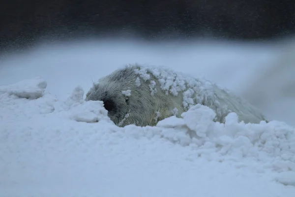 Selo Cinzento Halichoerus Grypus Filhote Cachorro Inverno Tempestade Neve Helgoland — Fotografia de Stock