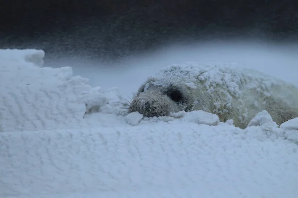 Gray Seal Halichoerus Grypus Štěně Zimě Sněhová Bouře Helgoland — Stock fotografie