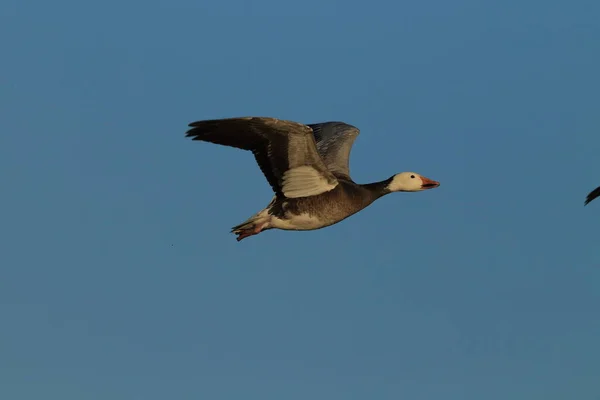 Oies Des Neiges Bosque Del Apache Hiver Nouveau Mexique Etats — Photo