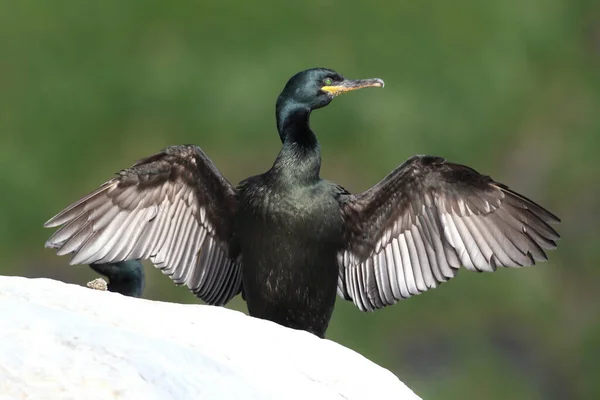 Europese Shag Gewone Shag Phalacrocorax Aristotelis Eiland Runde Norway — Stockfoto