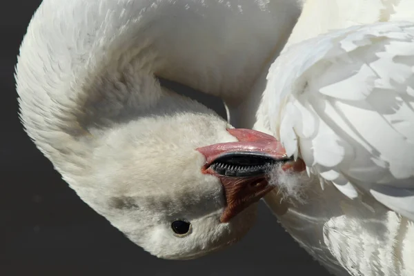 Χιονόχηνες Την Αυγή Bosque Del Apache Νέο Μεξικό — Φωτογραφία Αρχείου