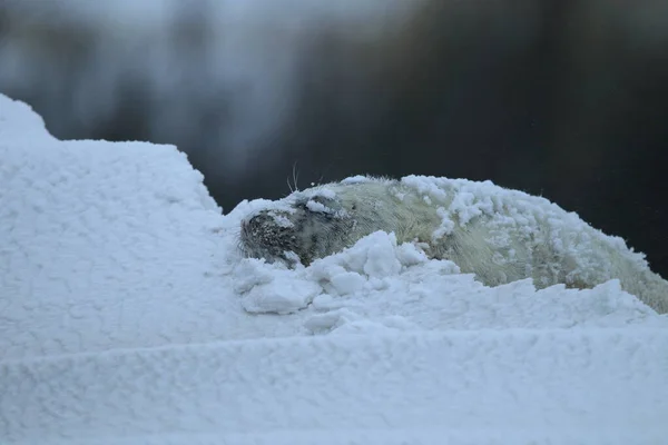 Foca Gris Halichoerus Grypus Cachorro Invierno Tormenta Nieve Helgoland —  Fotos de Stock