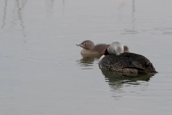 Loon Garganta Vermelha América Norte Mergulhador Garganta Vermelha Grã Bretanha — Fotografia de Stock