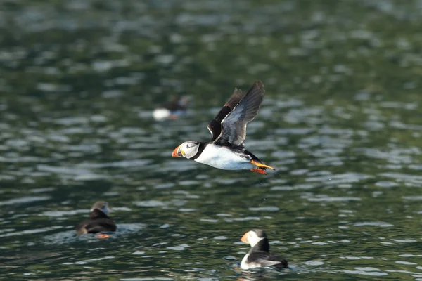 Atlantic Puffin Fratercula Arctica Norvegia — Foto Stock