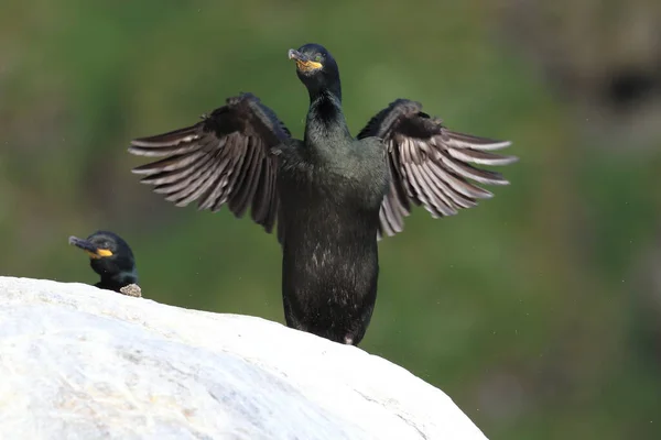 European Shag Common Shag Phalacrocorax Aristotelis Island Runde Norway — Stock Photo, Image