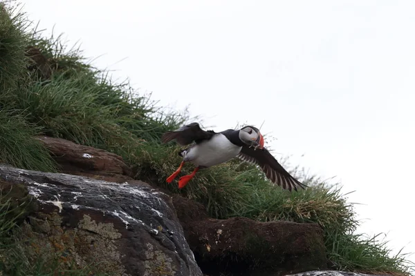 Puffin Flying Fratercula Arctica Habitat Natural Islândia — Fotografia de Stock