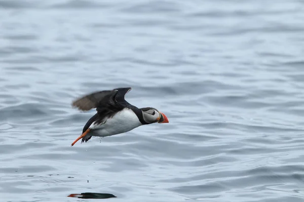 Atlantic Puffin Fratercula Arctica Norway — 스톡 사진