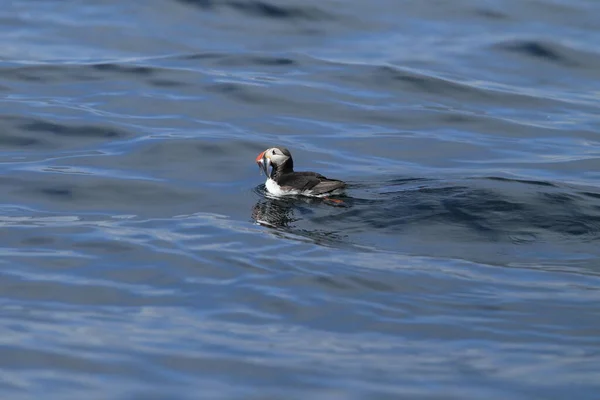 Atlantlunnefågel Fratercula Arctica Norge — Stockfoto