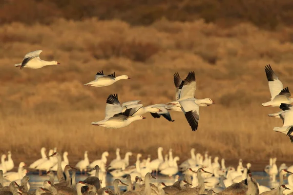 Sněžné Husy Bosque Del Apache Zimě Nové Mexiko Usa — Stock fotografie