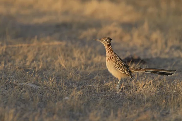 Roadrunner Bosque Del Apache Refúgio Vida Selvagem Novo México — Fotografia de Stock