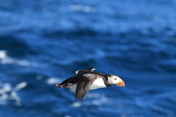 Puffin Atlantycki Fratercula Arctica Norwegia — Zdjęcie stockowe