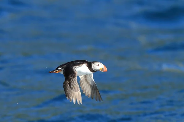 Atlantlunnefågel Fratercula Arctica Norge — Stockfoto