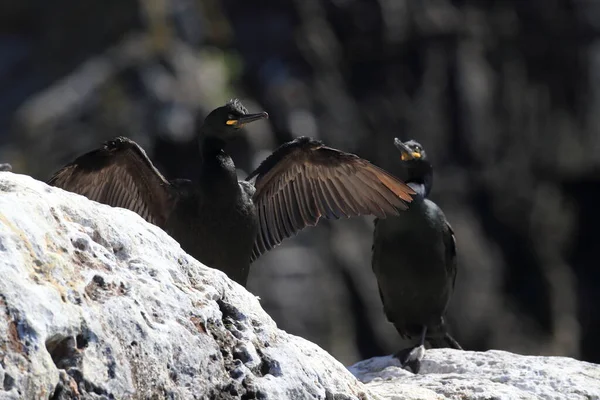 Cerf Européen Cerf Commun Phalacrocorax Aristotelis Île Runde Norway — Photo