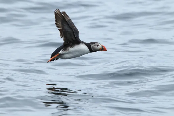 Atlantic Puffin Fratercula Arctica Noruega — Fotografia de Stock