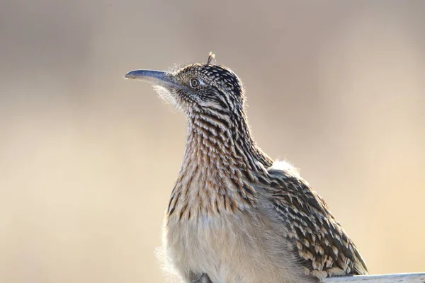 Приют Диких Животных Roadrunner Bosque Del Apache Нью Мексико — стоковое фото