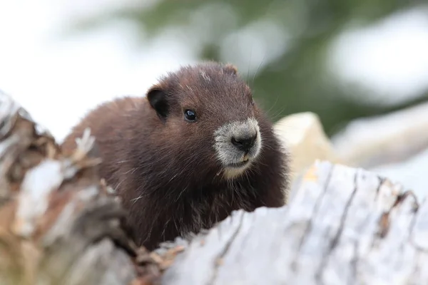 Vancouver Island Marmot Marmota Vjalá Verensis Mount Washington Hábitat Natural — Foto de Stock