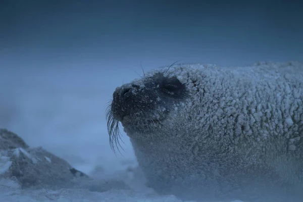 Szary Szczeniak Halichoerus Grypus Zimie Burza Śnieżna Helgoland — Zdjęcie stockowe