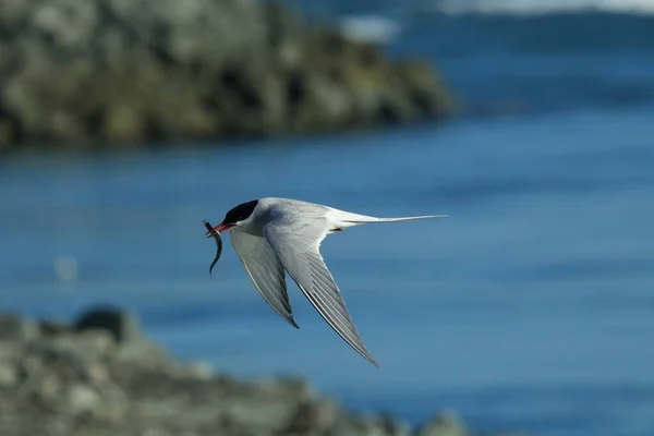 Charrán Ártico Sterna Paradisaea — Foto de Stock