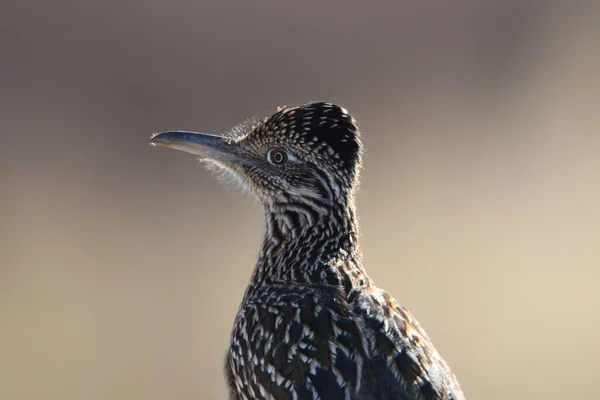 Roadrunner Bosque Del Apache Wildlife Refuge New Mexico — Stock Photo, Image