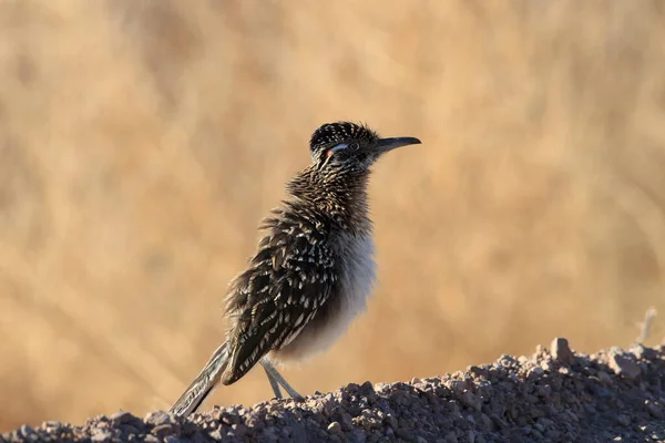 Roadrunner Bosque Del Apache Wildlife Refuge New Mexico — Stock Photo, Image