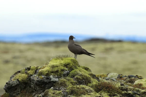 Parasitära Jaeger Stercorarius Parasiticus Den Naturliga Livsmiljön Island — Stockfoto