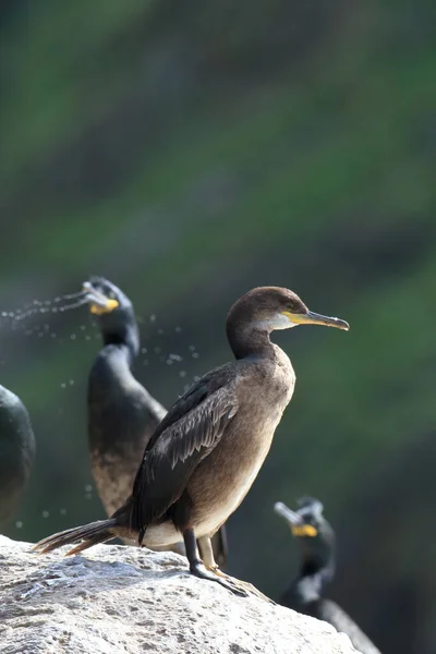 Europeu Shag Comum Shag Phalacrocorax Aristotelis Ilha Runde Norway — Fotografia de Stock