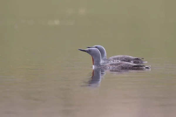 red-throated loon (North America) or red-throated diver (Britain and Ireland)