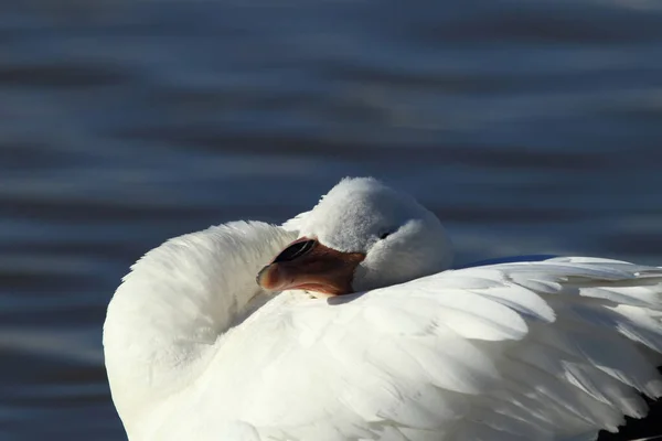 Χιονόχηνες Την Αυγή Bosque Del Apache Νέο Μεξικό — Φωτογραφία Αρχείου