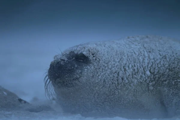 Gray Seal Halichoerus Grypus Pup Winter Sneeuwstorm Helgoland — Stockfoto