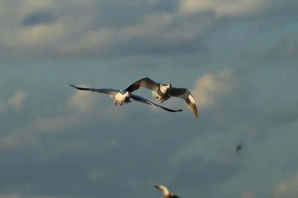 Şafakta Kar Kazları Bosque Del Apache New Mexico — Stok fotoğraf